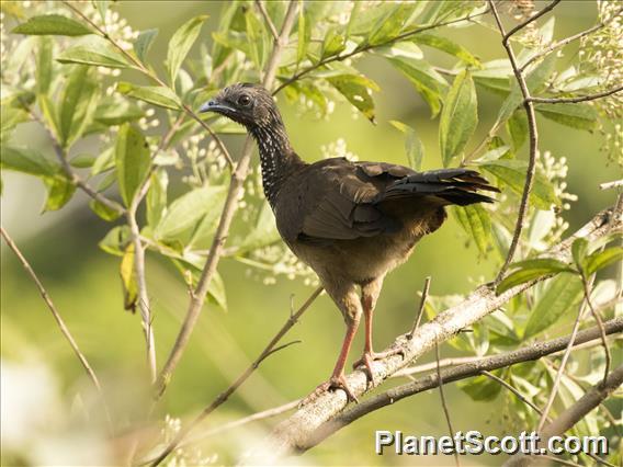 Speckled Chachalaca (Ortalis guttata)