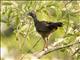 Speckled Chachalaca (Ortalis guttata)