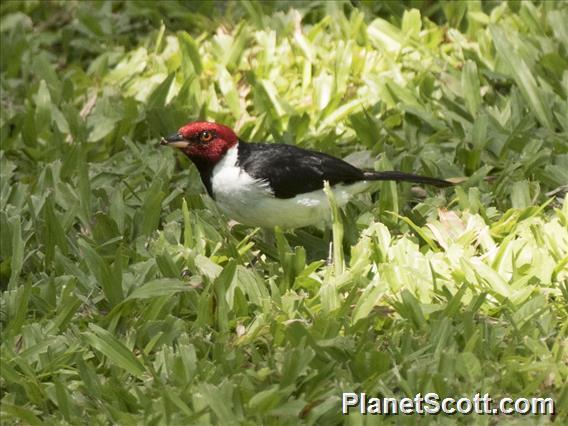 Red-capped Cardinal (Paroaria gularis)