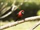 Masked Crimson Tanager (Ramphocelus nigrogularis)