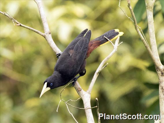 Crested Oropendola (Psarocolius decumanus)