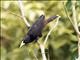 Crested Oropendola (Psarocolius decumanus)