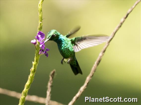 Blue-tailed Emerald (Chlorostilbon mellisugus)