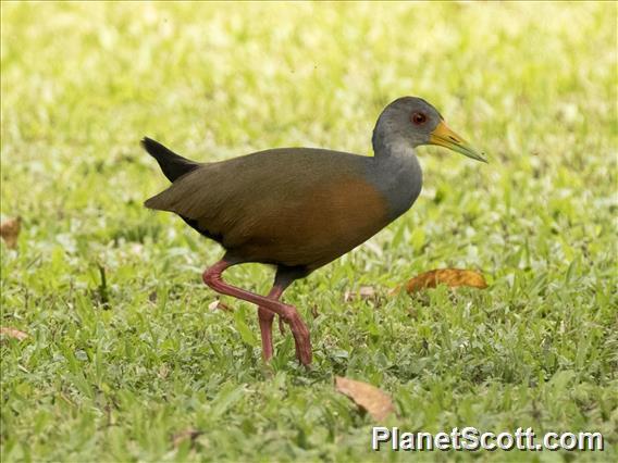 Gray-cowled Wood-Rail (Aramides cajaneus)