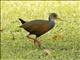 Gray-cowled Wood-Rail (Aramides cajaneus)