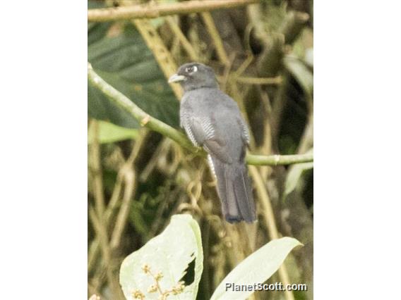 Amazonian Trogon (Trogon ramonianus)