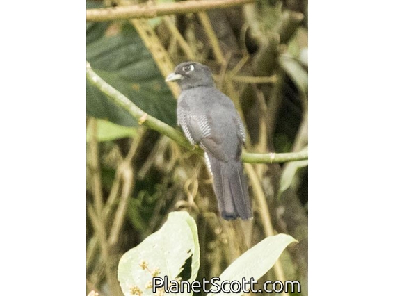 Amazonian Violaceous Trogon (Trogon ramonianus)