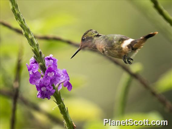 Rufous-crested Coquette (Lophornis delattrei)