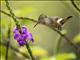 Rufous-crested Coquette (Lophornis delattrei)