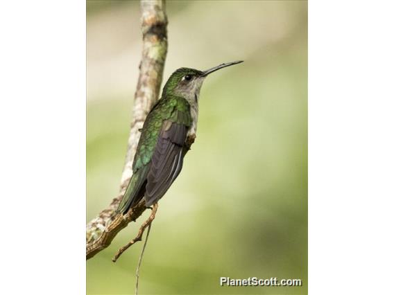 Gray-breasted Sabrewing (Campylopterus largipennis)