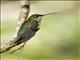 Gray-breasted Sabrewing (Campylopterus largipennis)