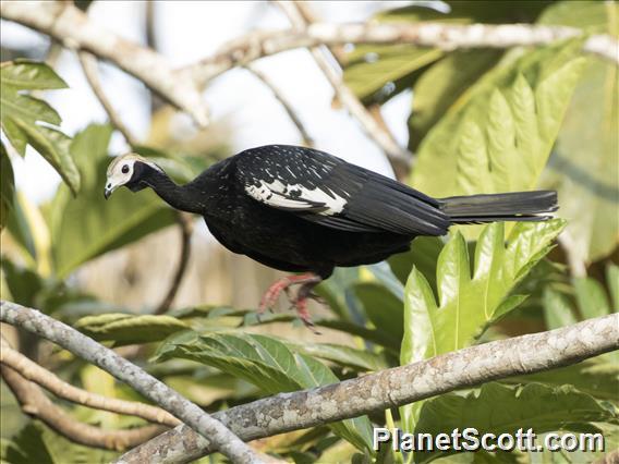 Blue-throated Piping-Guan (Pipile cumanensis)