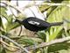 Blue-throated Piping-Guan (Pipile cumanensis)