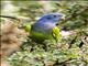 Blue-headed Parrot (Pionus menstruus)