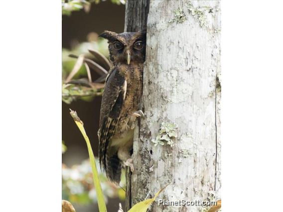 Tawny-bellied Screech-Owl (Megascops watsonii)