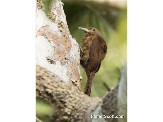 Cinnamon-throated Woodcreeper (Dendrexetastes rufigula)