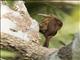 Cinnamon-throated Woodcreeper (Dendrexetastes rufigula)