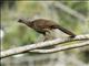 Speckled Chachalaca (Ortalis guttata)