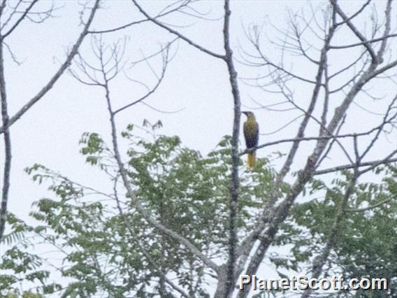 Olive Oropendola (Psarocolius bifasciatus)