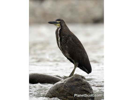 Fasciated Tiger-Heron (Tigrisoma fasciatum)