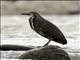 Fasciated Tiger-Heron (Tigrisoma fasciatum)