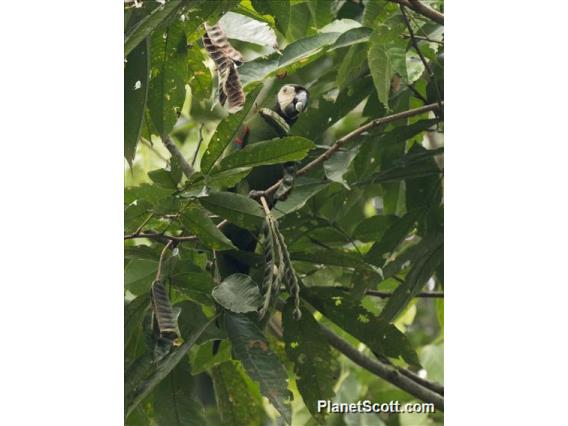 Chestnut-fronted Macaw (Ara severus)