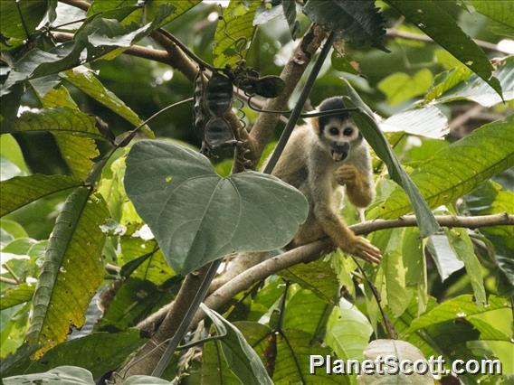 Bolivian Squirrel Monkey (Saimiri boliviensis)