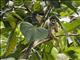 Bolivian Squirrel Monkey (Saimiri boliviensis)