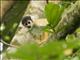 Bolivian Squirrel Monkey (Saimiri boliviensis)