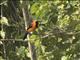 Orange-backed Troupial (cterus croconotus) 