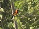 Orange-backed Troupial (cterus croconotus)