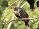 Hoatzin (Opisthocomus hoazin)