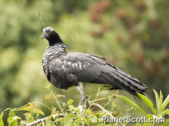 Horned Screamer (Anhima cornuta)