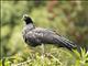 Horned Screamer (Anhima cornuta)