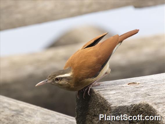 Pale-legged Hornero (Furnarius leucopus)