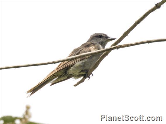 Crowned Slaty Flycatcher (Empidonomus aurantioatrocristatus)