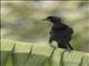 Purplish Jay (Cyanocorax cyanomelas)