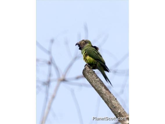 Dusky-headed Parakeet (Aratinga weddellii)