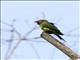 Dusky-headed Parakeet (Aratinga weddellii)