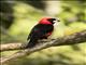 Masked Crimson Tanager (Ramphocelus nigrogularis)