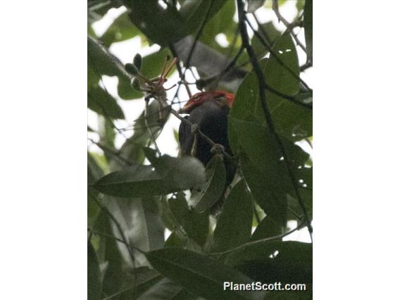 Round-tailed Manakin (Ceratopipra chloromeros)