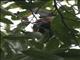 Round-tailed Manakin (Ceratopipra chloromeros)