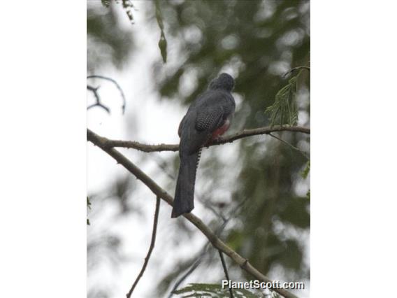 Blue-crowned Trogon (Trogon curucui)