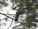 Blue-crowned Trogon (Trogon curucui)