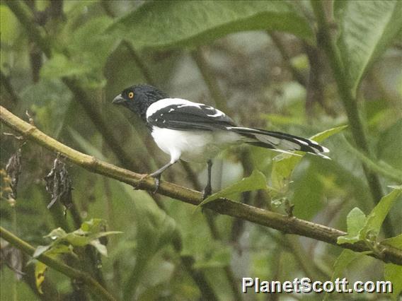 Magpie Tanager (Cissopis leverianus)