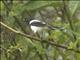 Magpie Tanager (Cissopis leverianus)