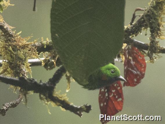 Orange-eared Tanager (Chlorochrysa calliparaea)