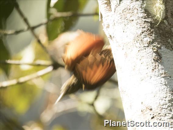 Olive-backed Woodcreeper (Xiphorhynchus triangularis)