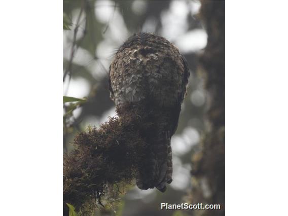 Andean Potoo (Nyctibius maculosus)