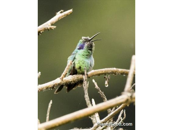 Lesser Violetear (Colibri cyanotus)